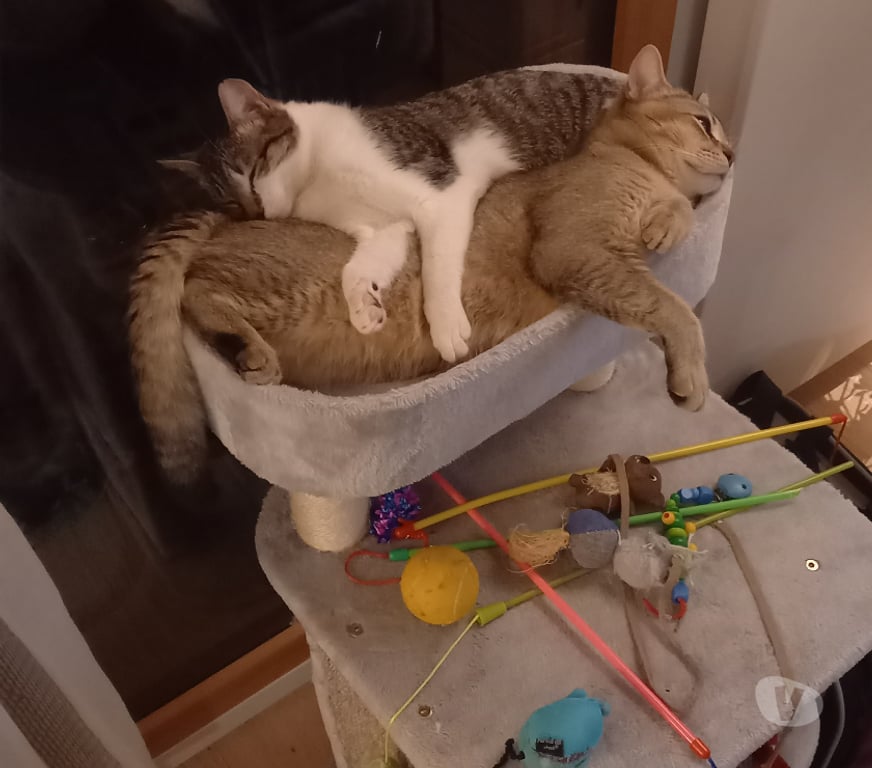 Don animaux Rhône Lyon - Photos Vivastreet EMY et LOKI, chats adorables à adopter