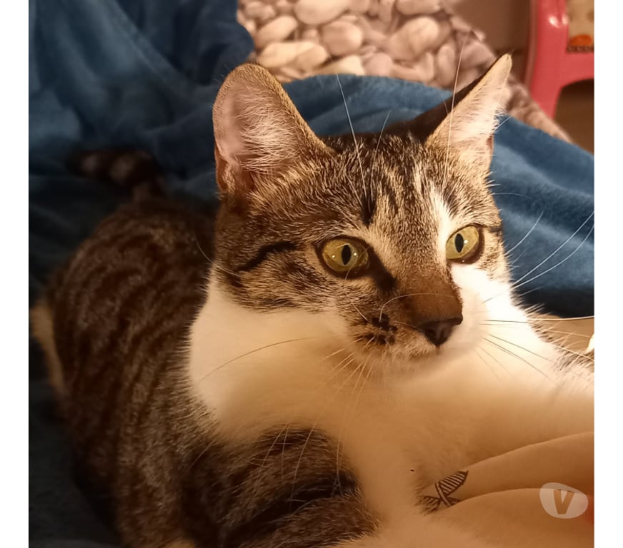 Don animaux Rhône Lyon - Photos Vivastreet EMY et LOKI, chats adorables à adopter