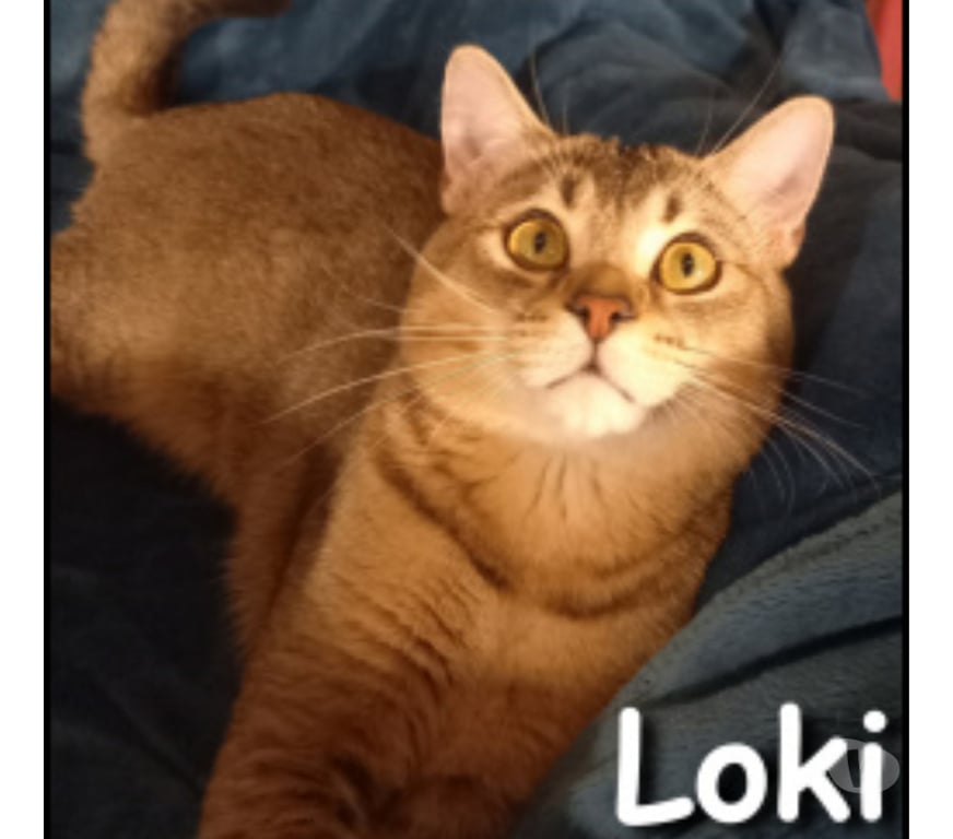 Don animaux Rhône Lyon - Photos Vivastreet EMY et LOKI, chats adorables à adopter