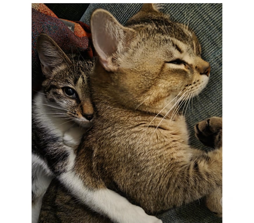 Don animaux Rhône Lyon - Photos Vivastreet EMY et LOKI, chats adorables à adopter