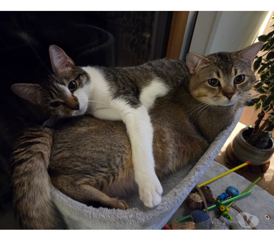 Don animaux Rhône Lyon - Photos Vivastreet EMY et LOKI, chats adorables à adopter