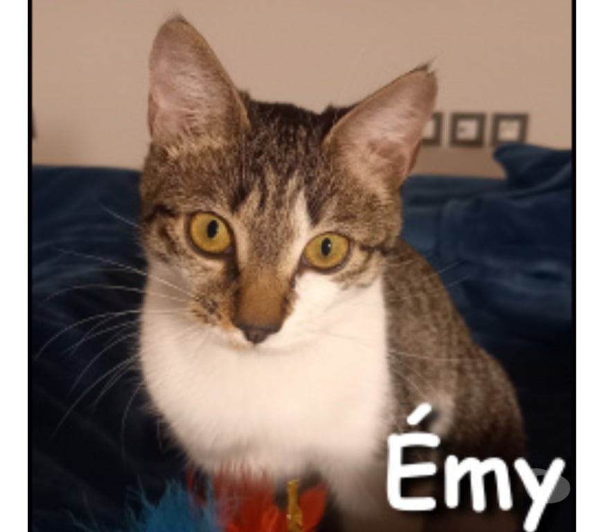Don animaux Rhône Lyon - Photos Vivastreet EMY et LOKI, chats adorables à adopter