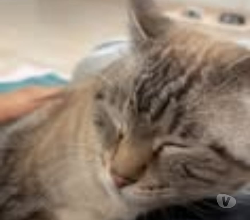 Don animaux Drôme Pierrelatte - 26700 - Photos Vivastreet Chat BOUBA à l adoption