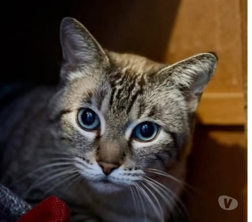 Don animaux Drôme Pierrelatte - 26700 - Photos Vivastreet Chat BOUBA à l adoption