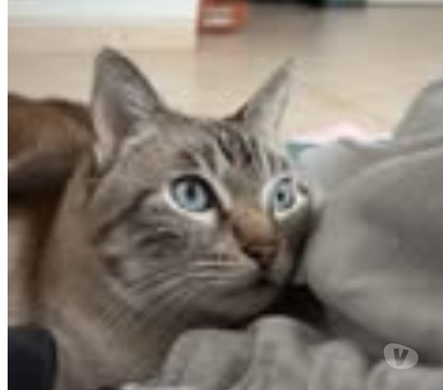 Don animaux Drôme Pierrelatte - 26700 - Photos Vivastreet Chat BOUBA à l adoption