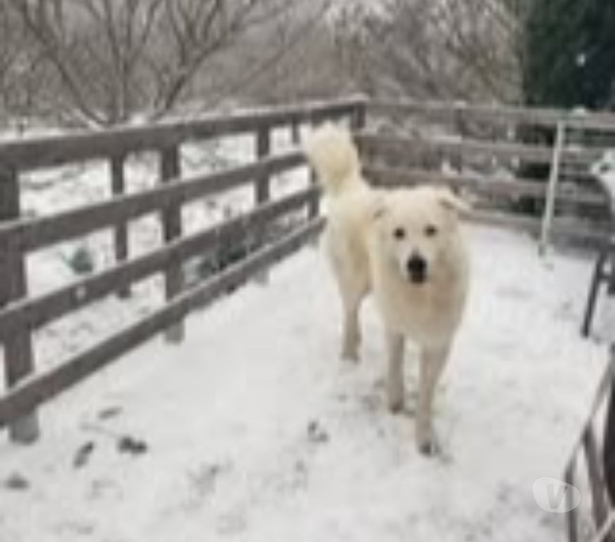 Don animaux Drôme Le Poet Laval - 26160 - Photos Vivastreet Chien SHIRO à l adoption