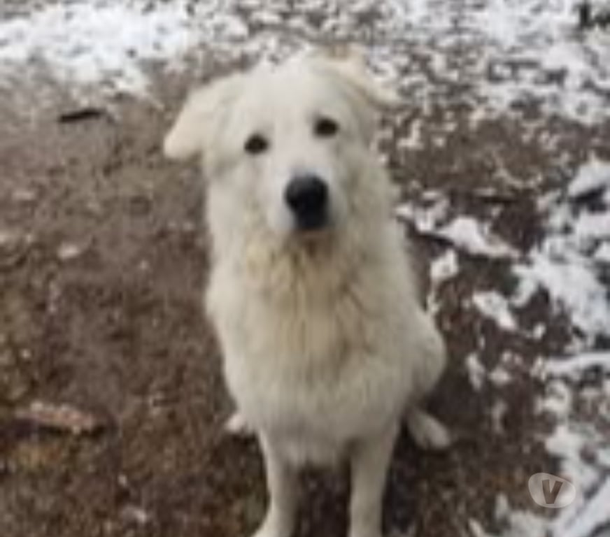 Don animaux Drôme Le Poet Laval - 26160 - Photos Vivastreet Chien SHIRO à l adoption