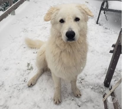 Don animaux Le Poet Laval Drôme - Photos Vivastreet Chien SHIRO à l adoption