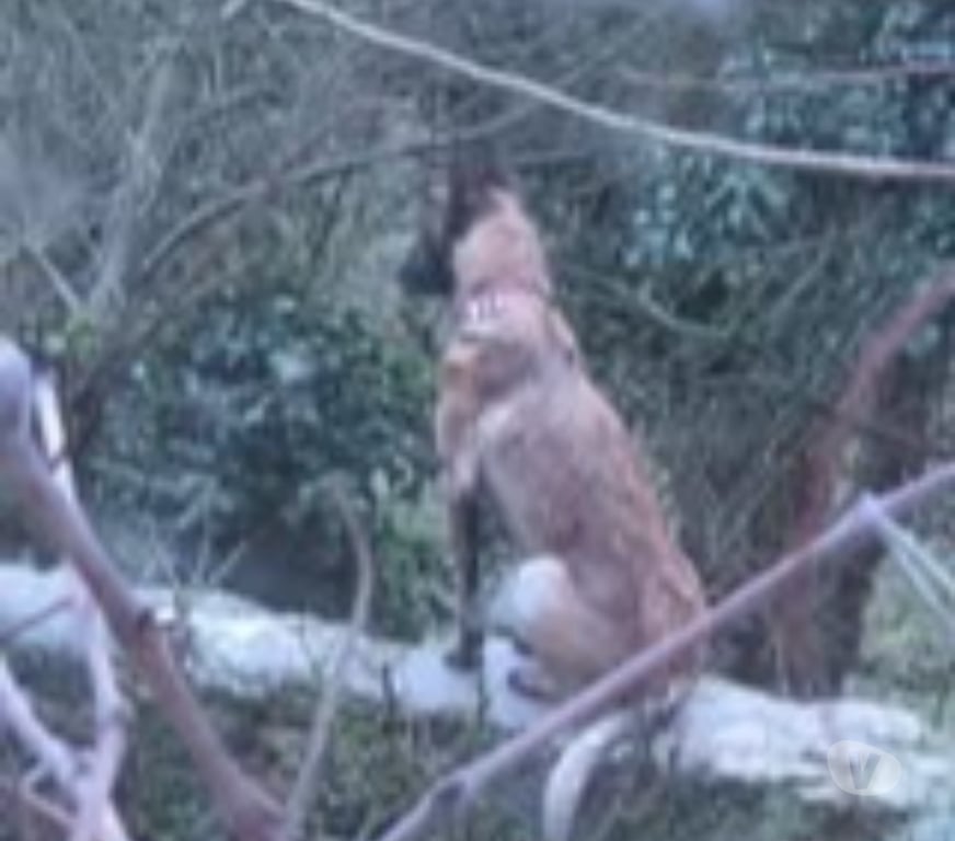 Don animaux Drôme Grane - 26400 - Photos Vivastreet Chien VELMA à l adoption