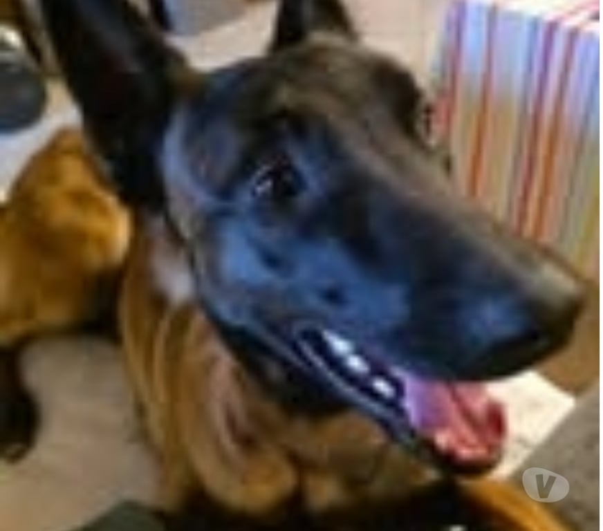 Don animaux Drôme Grane - 26400 - Photos Vivastreet Chien VELMA à l adoption