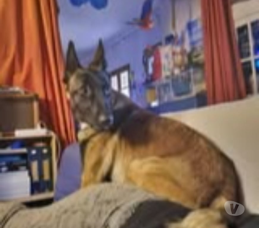 Don animaux Drôme Grane - 26400 - Photos Vivastreet Chien VELMA à l adoption