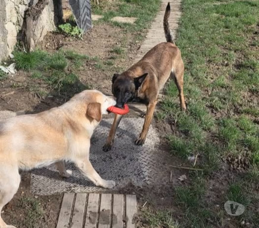 Don animaux Drôme Grane - 26400 - Photos Vivastreet Chien VELMA à l adoption