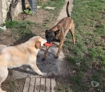 Chien VELMA à l adoption