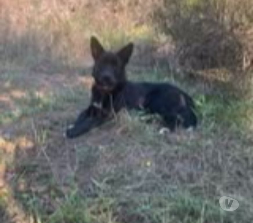 Don animaux Ardèche Aubenas - 07200 - Photos Vivastreet Chien ATLAS à l adoption
