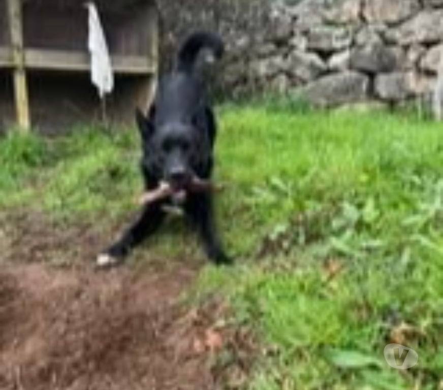 Don animaux Ardèche Aubenas - 07200 - Photos Vivastreet Chien ATLAS à l adoption