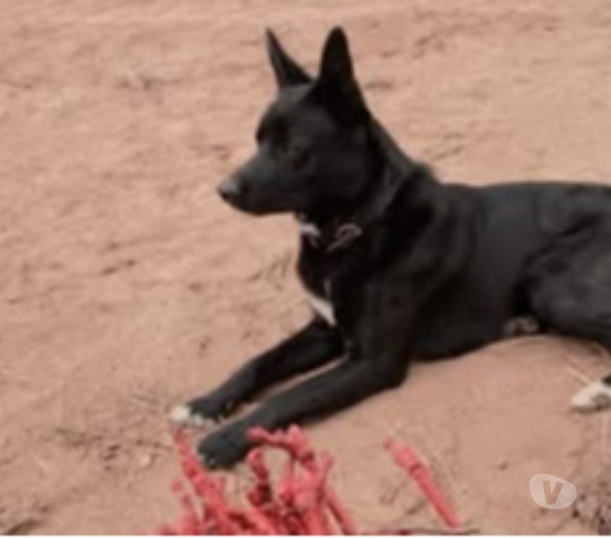 Don animaux Ardèche Aubenas - 07200 - Photos Vivastreet Chien ATLAS à l adoption