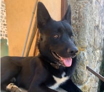 Chien ATLAS à l adoption