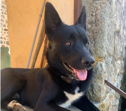 Adoption animaux Aubenas Ardèche - Photos Vivastreet Chien ATLAS à l adoption