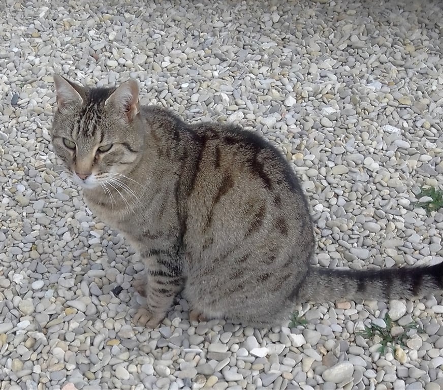 Don animaux Drôme St Maurice sur Eygues - 26110 - Photos Vivastreet Chat TONKA à l adoption