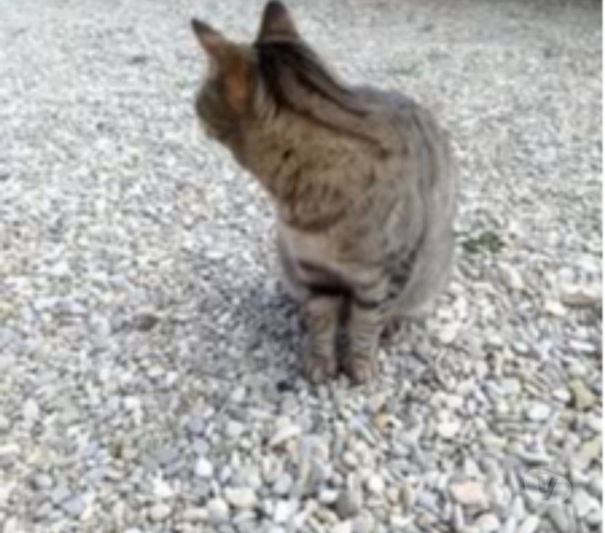 Don animaux Drôme St Maurice sur Eygues - 26110 - Photos Vivastreet Chat TONKA à l adoption