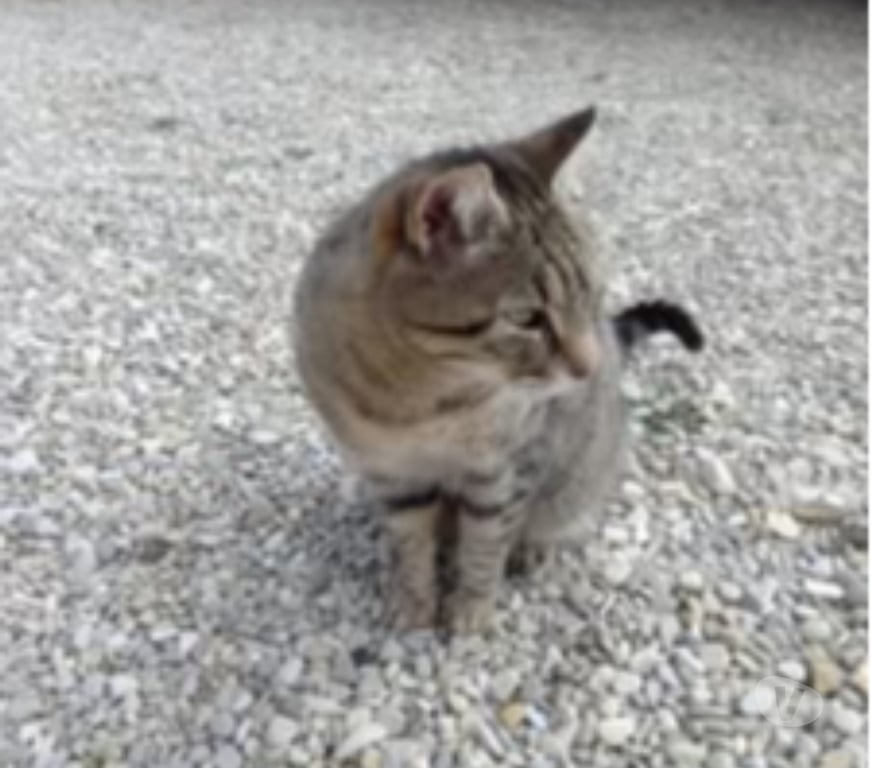 Don animaux Drôme St Maurice sur Eygues - 26110 - Photos Vivastreet Chat TONKA à l adoption