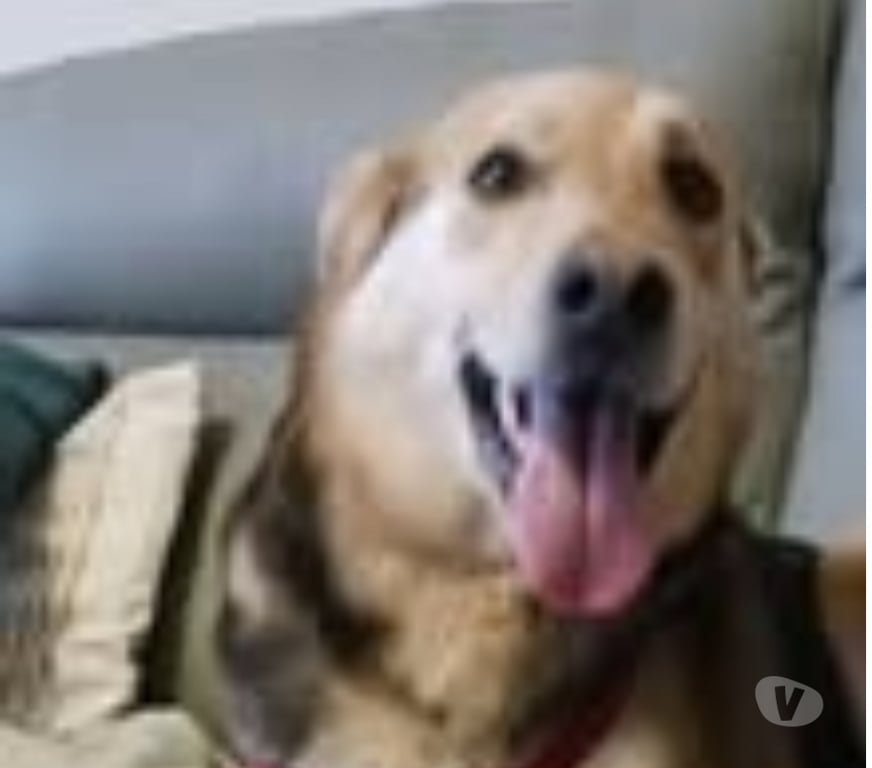 Don animaux Vaucluse Avignon - 84000 - Photos Vivastreet Chien AKIRA à l adoption