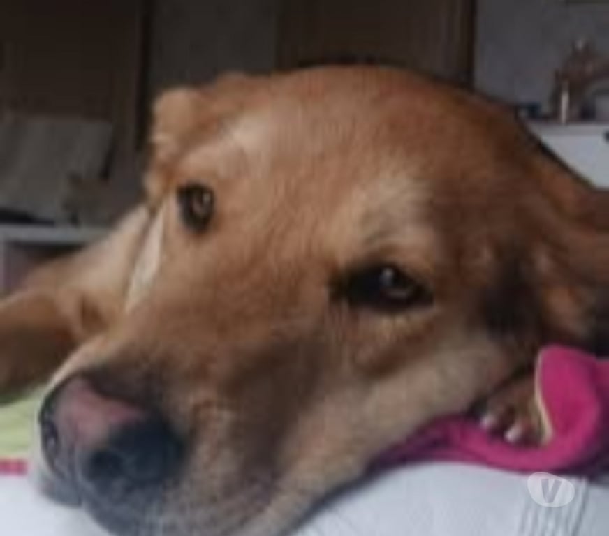 Don animaux Vaucluse Avignon - 84000 - Photos Vivastreet Chien AKIRA à l adoption