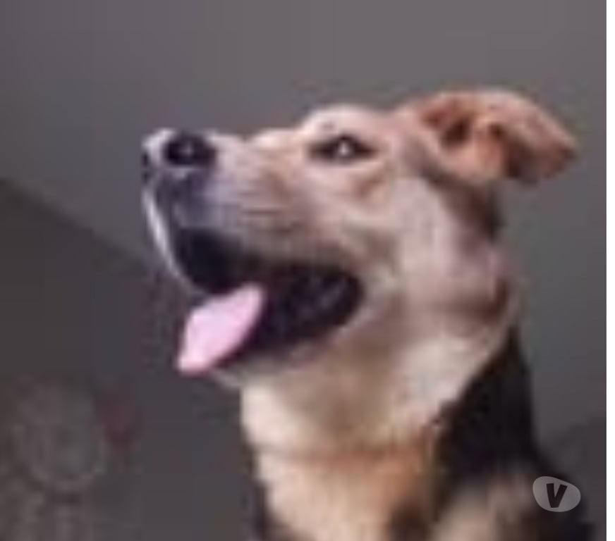 Don animaux Vaucluse Avignon - 84000 - Photos Vivastreet Chien AKIRA à l adoption