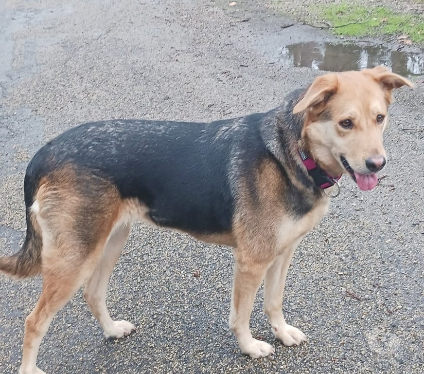 Don animaux Vaucluse Avignon - 84000 - Photos Vivastreet Chien AKIRA à l adoption