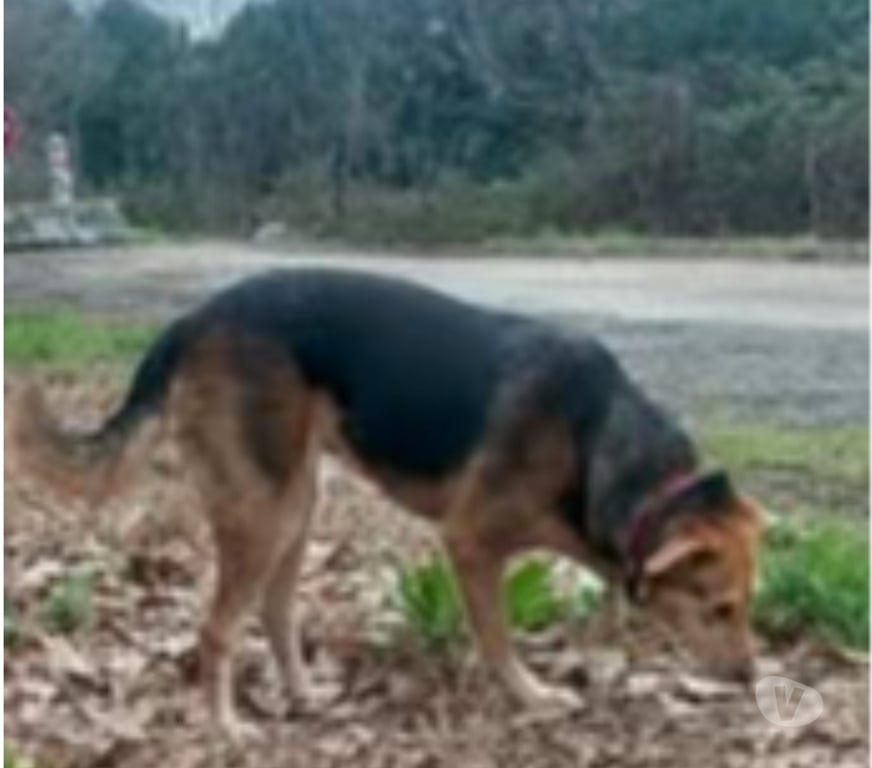 Don animaux Vaucluse Avignon - 84000 - Photos Vivastreet Chien AKIRA à l adoption