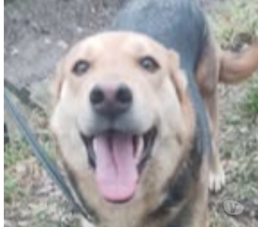 Don animaux Vaucluse Avignon - 84000 - Photos Vivastreet Chien AKIRA à l adoption