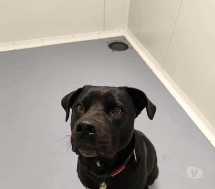 Don animaux Marseille Marseille - Photos Vivastreet Chien SAM à l adoption