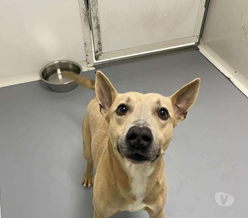 Don animaux Bouches-du-Rhône Marseille - Photos Vivastreet Chien DJANGO à l adoption