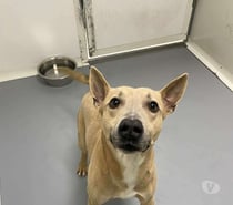 Photos Vivastreet Chien DJANGO à l adoption