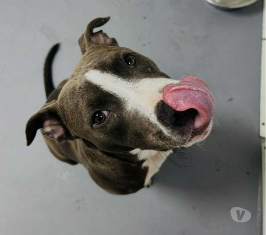 Don animaux Bouches-du-Rhône Marseille - Photos Vivastreet Chien BOBBY à l adoption
