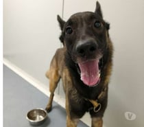 Photos Vivastreet Chien ZIPP à l adoption