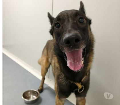 Don animaux Marseille Marseille - Photos Vivastreet Chien ZIPP à l adoption