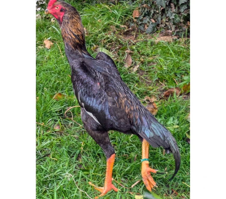 Vente Charente-Maritime La Rochelle - 17000 - Photos Vivastreet Coq et poule asiatique