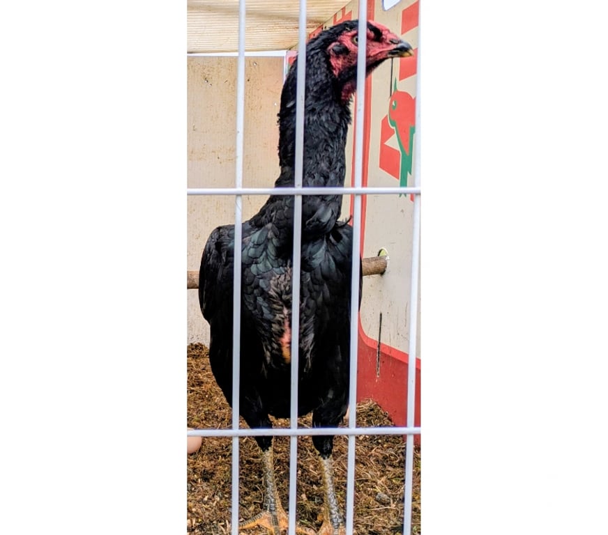 Vente Charente-Maritime La Rochelle - 17000 - Photos Vivastreet Coq et poule asiatique
