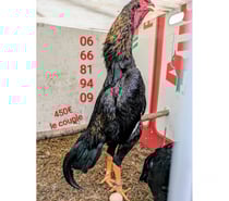 Coq et poule asiatique