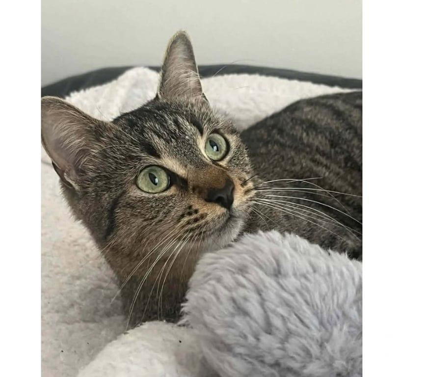 Don animaux Aude Carcassonne - Photos Vivastreet Sassy jeune chatte adorable 2 ans cherche adoptants serieux