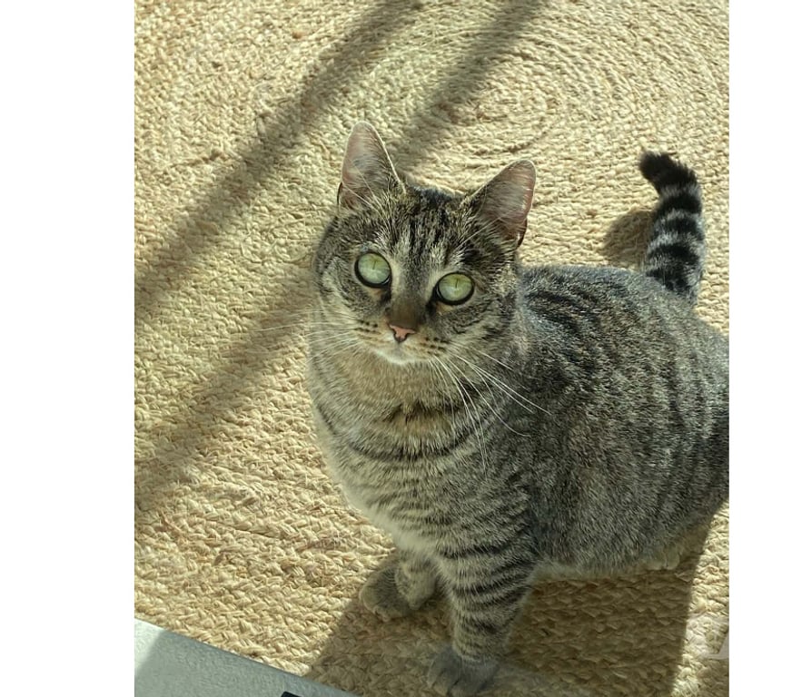 Don animaux Aude Carcassonne - Photos Vivastreet Sassy jeune chatte adorable 2 ans cherche adoptants serieux