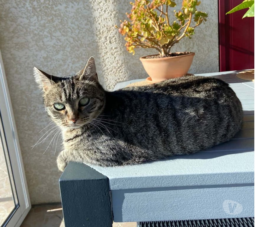 Don animaux Aude Carcassonne - Photos Vivastreet Sassy jeune chatte adorable 2 ans cherche adoptants serieux