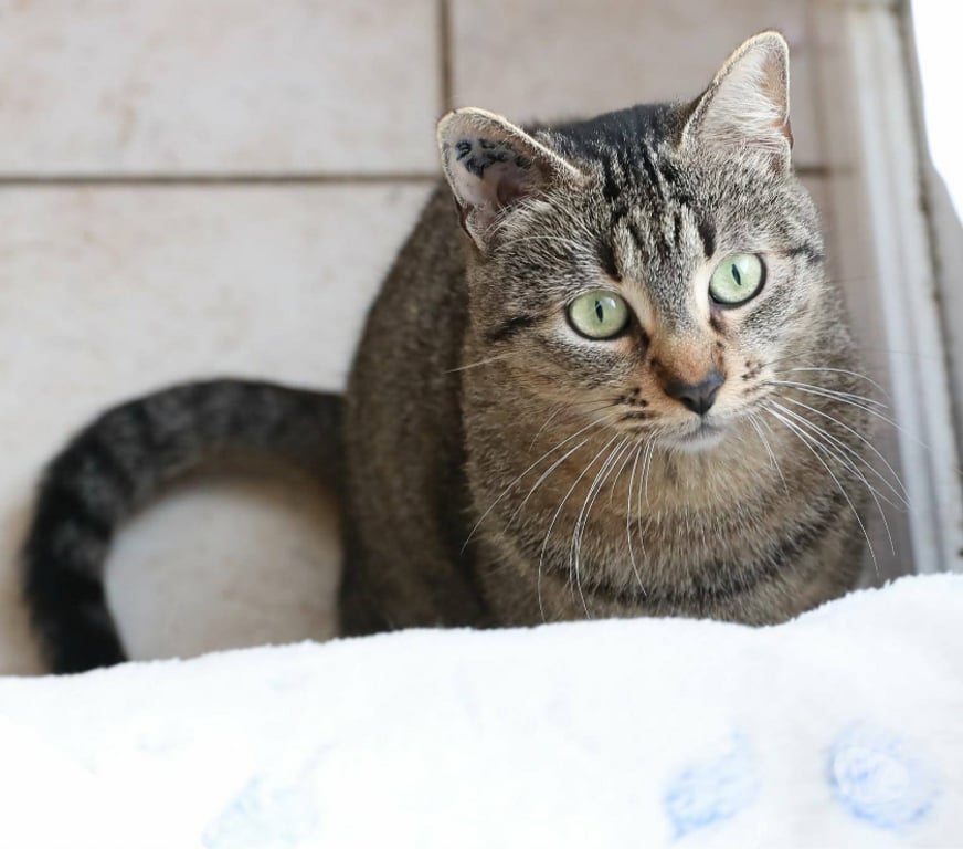 Don animaux Aude Carcassonne - Photos Vivastreet Sassy jeune chatte adorable 2 ans cherche adoptants serieux