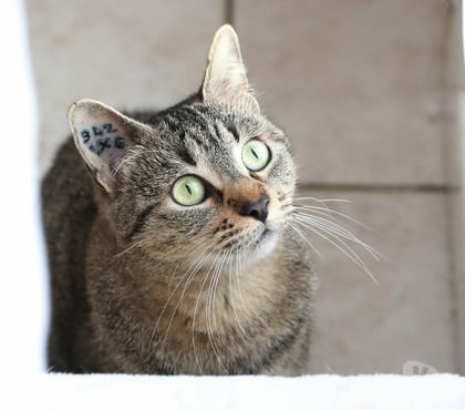 Adoption animaux Carcassonne Carcassonne - Photos Vivastreet Sassy jeune chatte adorable 2 ans cherche adoptants serieux