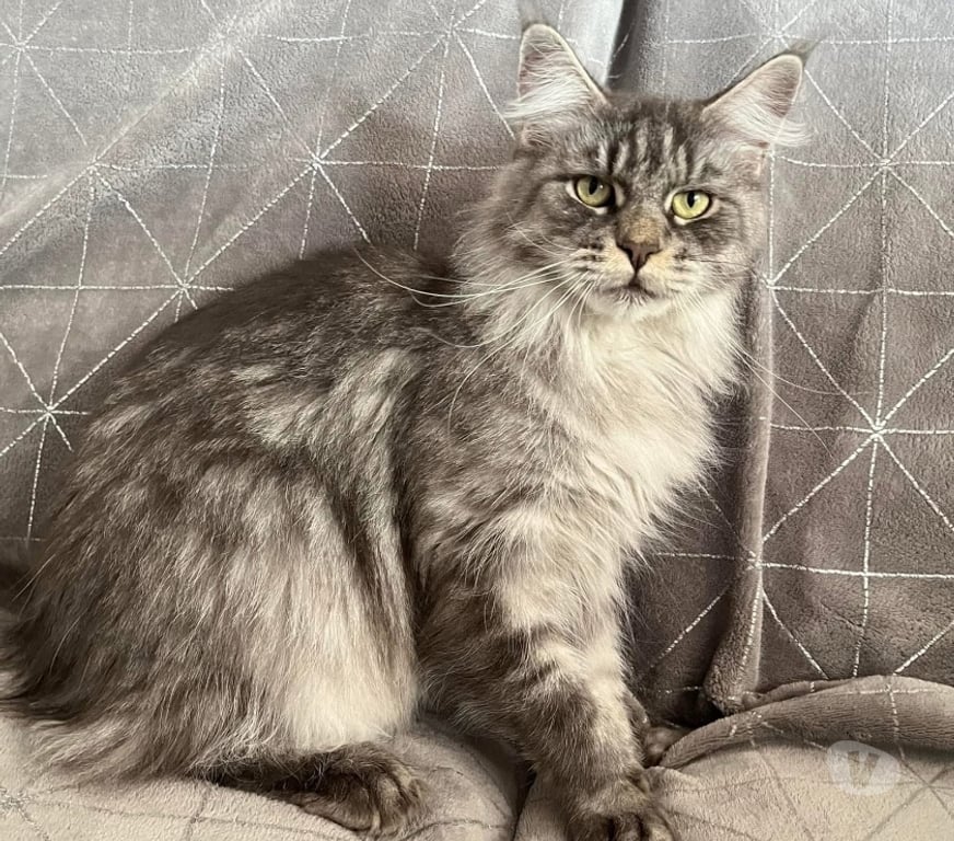 Vente Gard St Gilles - 30800 - Photos Vivastreet Adorable Femelle Maine coon polydactyle LOOF