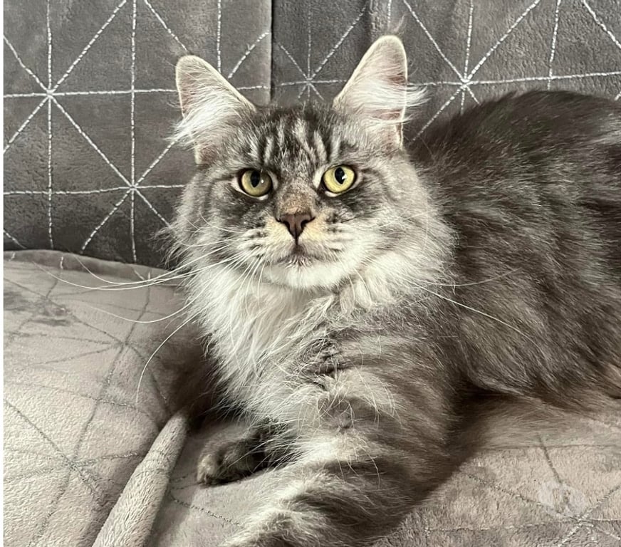 Vente Gard St Gilles - 30800 - Photos Vivastreet Adorable Femelle Maine coon polydactyle LOOF