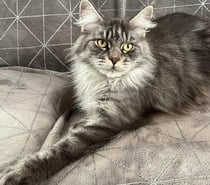 Photos Vivastreet Adorable Femelle Maine coon polydactyle LOOF