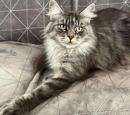 Vente animaux St Gilles Gard - Photos Vivastreet Adorable Femelle Maine coon polydactyle LOOF