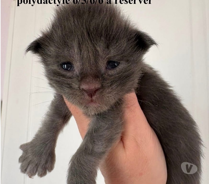 Vente Meurthe-et-Moselle Mangonville - 54290 - Photos Vivastreet Chatons Maine coon mâles blue smoke